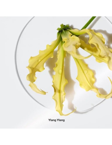 Clinique Aromatics Elixir Eau de Parfum para Mujer | Perfumerías Gotta